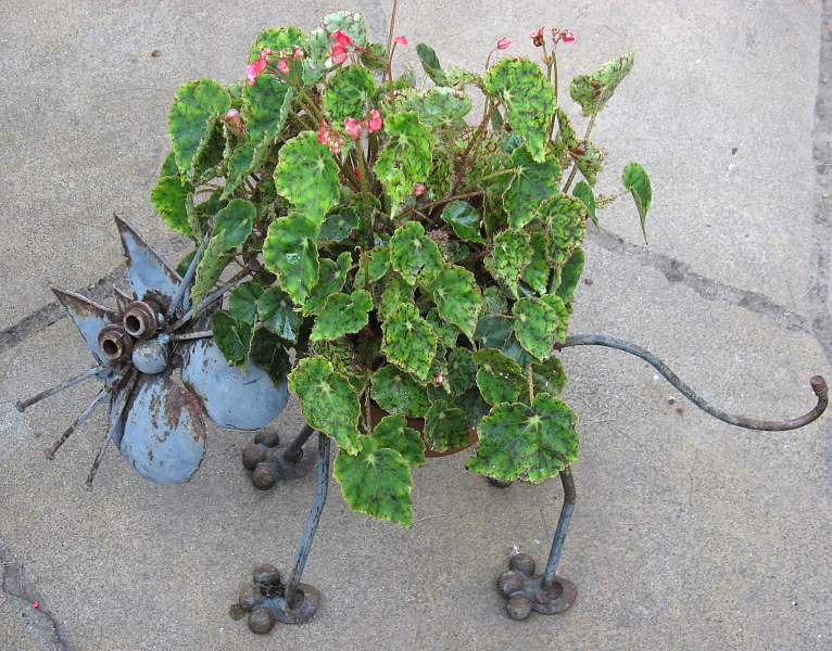 B. ‘Frances Fickewirth’